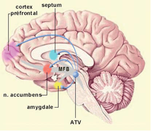 Le noyau accumbens<em> </em>est une structure neurale majeure du<br />système de récompense, agissant dans la mise en place de la dépendance au tabac. © lecerveau.mcgill.ca